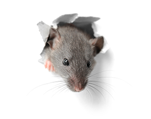 Image of pet rat bursting through paper